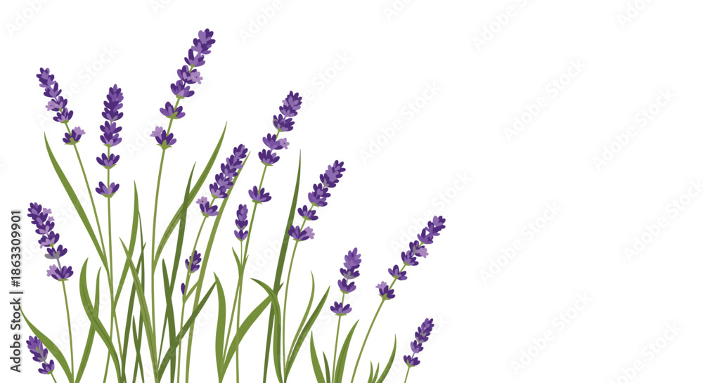 Naklejka premium Beautiful illustration of purple lavender flowers and green stems on the left side of a clean white background.
