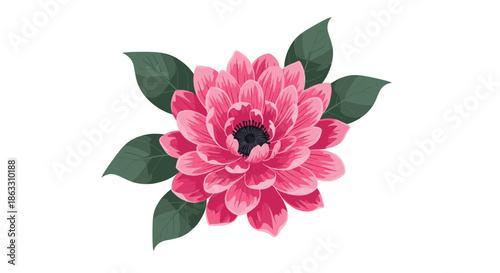 Beautiful illustration of a vibrant pink dahlia or chrysanthemum flower with a dark center and lush green leaves on white background.