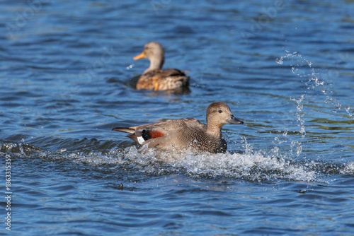 Gadwall (Mareca strepera) just after landing in the water, the Netherlands
