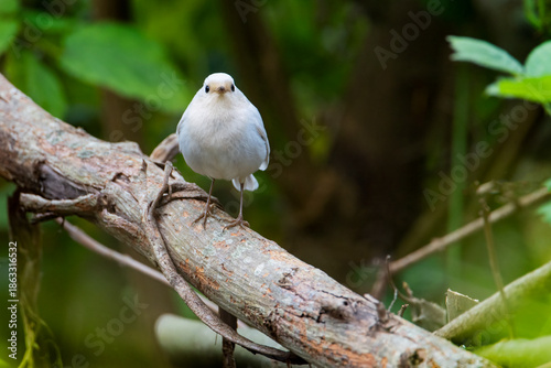 Leucistic European Robin (Erithacus rubecula) perched on branch, the Netherlands