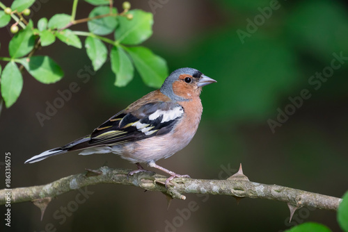 Chaffinch (Fringilla coelebs) on branch, the Netherlands