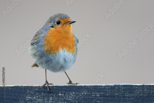 European Robin (Erithacus rubecula) perched on fence
