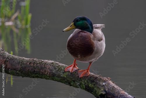 Male Mallard (Anas platyrhynchos) on branch at the lake, the Netherlands