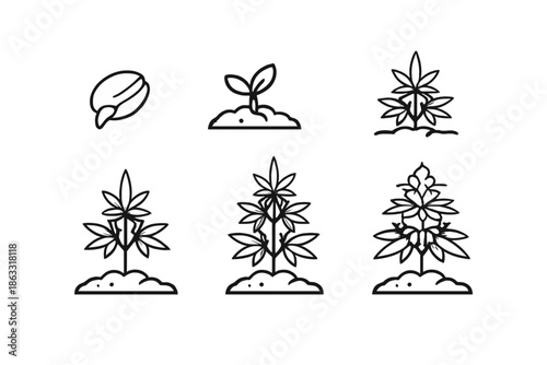 Cannabis Plant Growth Stages Icon Set