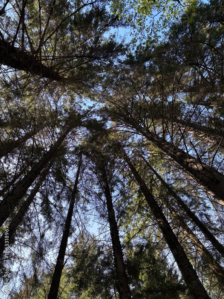 Obraz premium trees in the forest