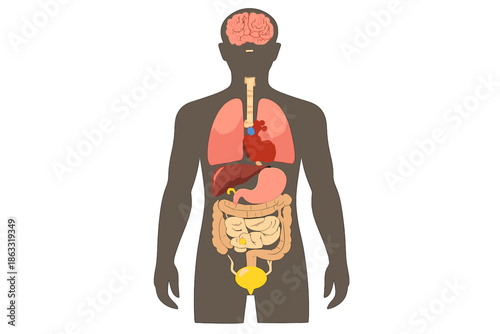 Human anatomy illustration