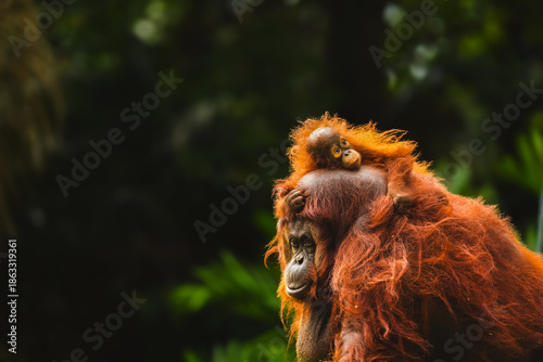 pongo in zoo