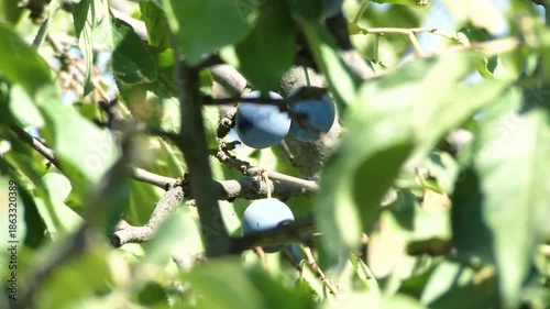 Ripe Plums On Tree Branch In Orchard, Organic Plum Fruits Growing In Sunlight With Natural Sun Flares, Close Up Of Fresh Seasonal Harvest, Healthy Farming And Natural Food Concept With Hand Picked Plu