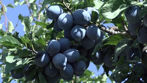 Ripe Plums On Tree Branch In Orchard, Organic Plum Fruits Growing In Sunlight With Natural Sun Flares, Close Up Of Fresh Seasonal Harvest, Healthy Farming And Natural Food Concept With Hand Picked Plu