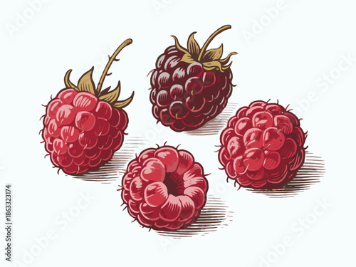 Ripe raspberries with leaves in hand-drawn sketch style on white background, representing fresh fruit and organic food concept