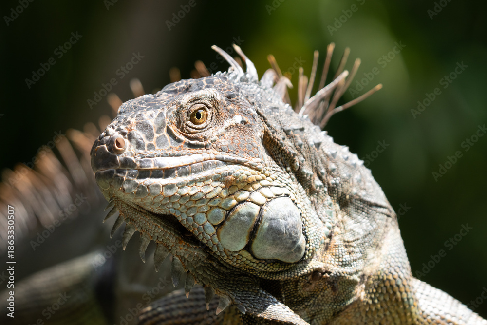 Obraz premium Green Iguana gets a close up head shot during mating season in the tropical rainforests of Costa Rica