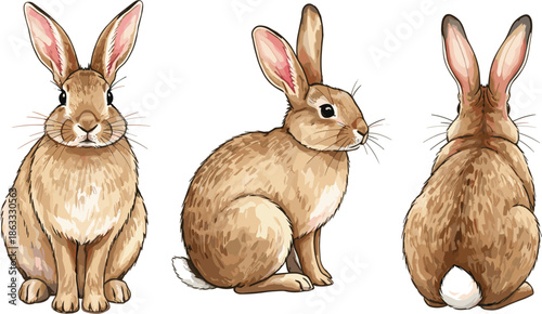 Realistic Brown Rabbit Vector Illustration Set with Front, Side, and Back Views for Nature Education, Wildlife Graphics, and Spring Easter Themed Animal Designs