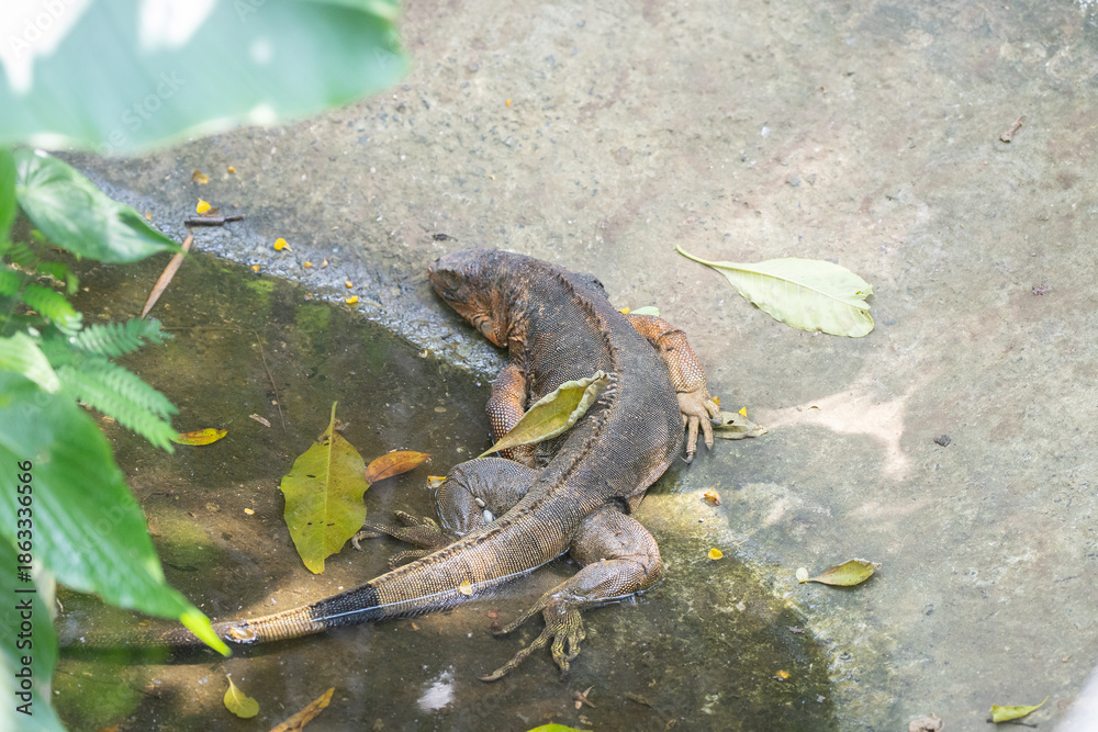 Obraz premium Green Iguana is sunning during mating season in the tropical rainforests of Costa Rica