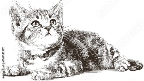 Adorable Sitting Kitten in Outline Vector on White Background