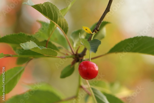 ciliegia su una pianta in primavera