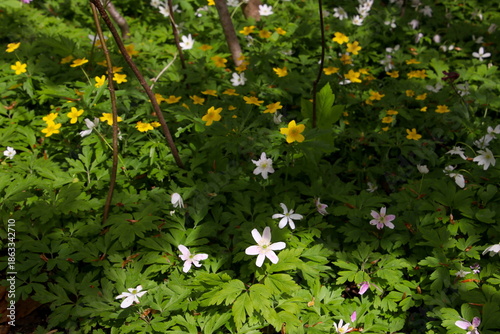 Sun rays hit anemones and eranthis in white and yellow