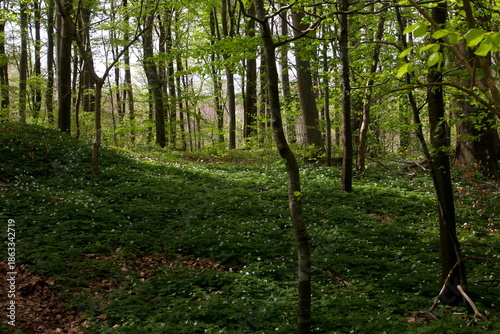 Sun and shade in anemone forest floor with shadows