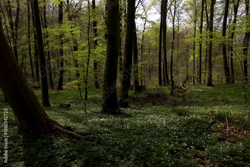 The sun finds its way to anemones in the forest