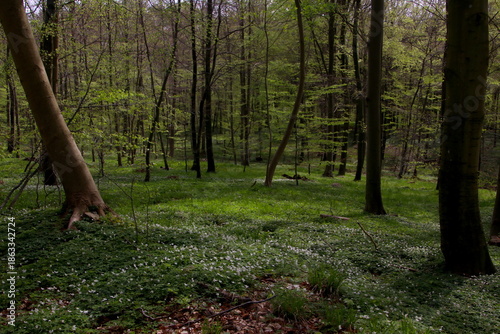 The sun finds its way to white anemones in the forest floor