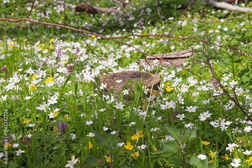 Tree stump in forest floor with anemmones and eranthis