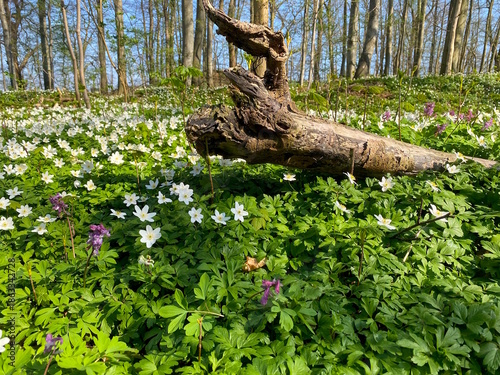 Tree stump in forest floor with anemones dressed in white