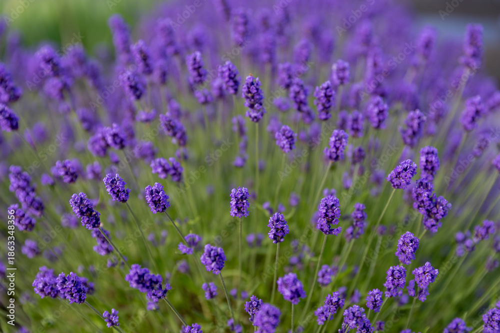 Obraz premium field of lavender flowers