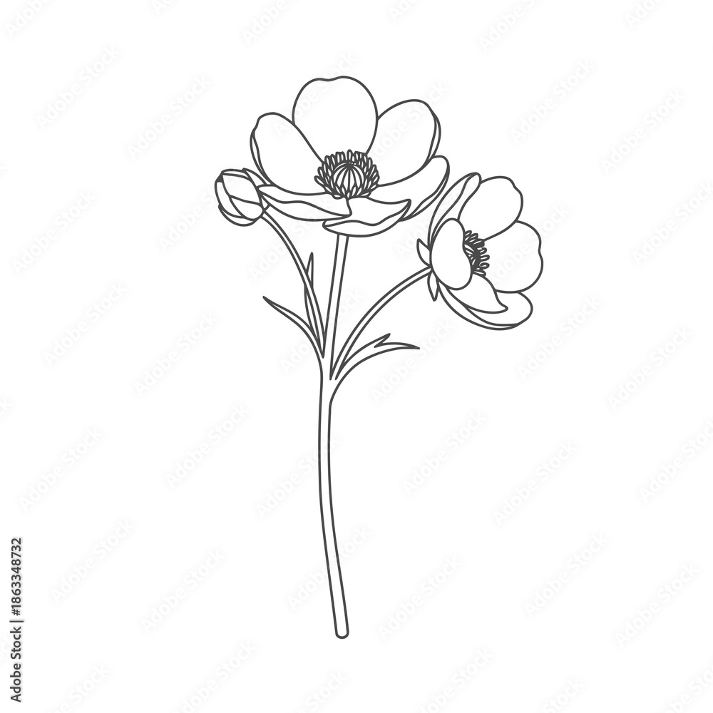 Obraz premium Snow Buttercup Vector Illustration | Alpine Wildflower Botanical Artwork | Mountain Flora Design