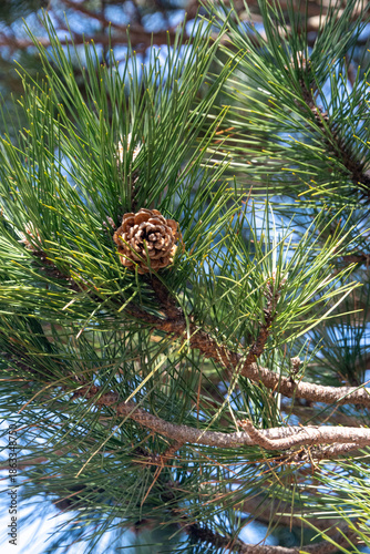 pine cones on the tree