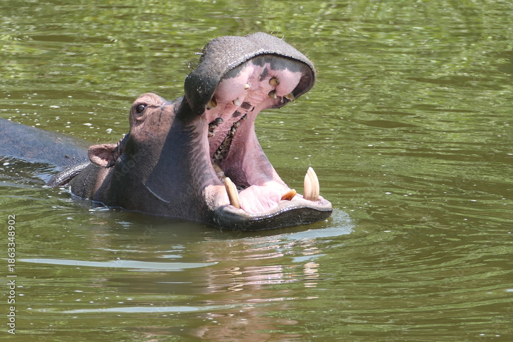 Fototapeta premium Yawning hippo in Uganda