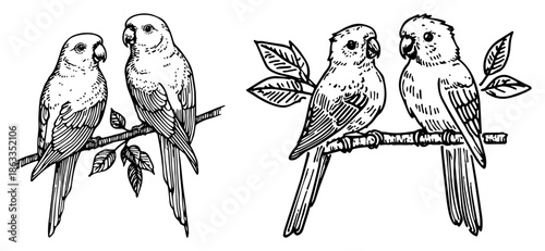 Cute parrot lovebirds sitting on branch together, tropical pet bird couple sketch vector illustration