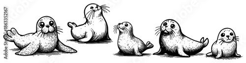 Set of cute seal animals lying down, marine wildlife nature sketch vector illustration