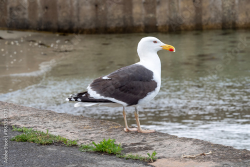 GOELAND MARIN