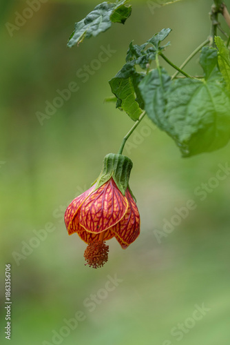 Abutilon pictum
