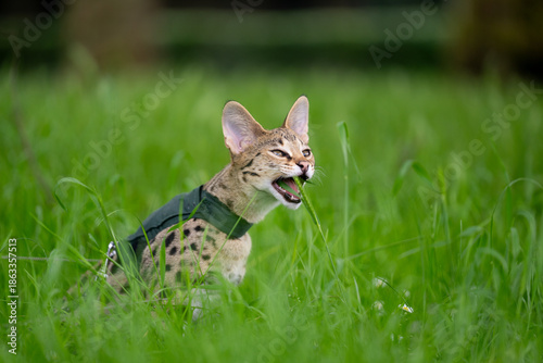 Foto Savannah F1 Kitten outdoors eating Grass in a field, the cat is wearing a harness and chewing contentedly on a blade of grass