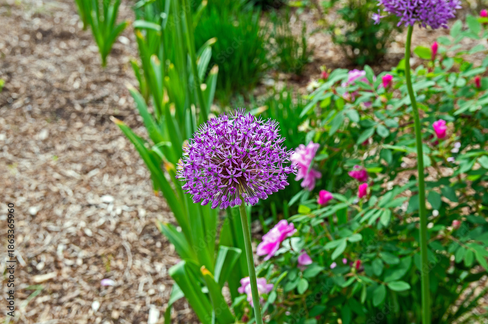 Obraz premium Purple allium dominates the scene