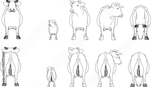 ector line art collection of cows and calves shown from front and back views. Minimalist black and white outlines of farm cattle in various standing poses.