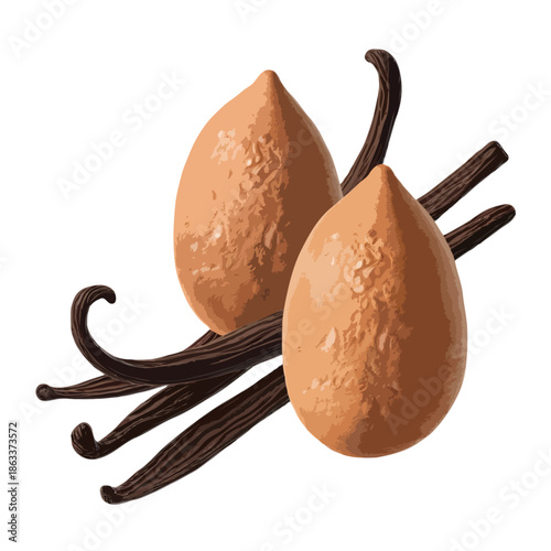 Two vanilla beans with moisture drops isolated on white background, Vector