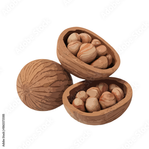 Freshly harvested walnuts in shells isolated on white background, Vector