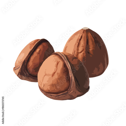 Three freshly harvested chestnuts isolated on white background, Vector