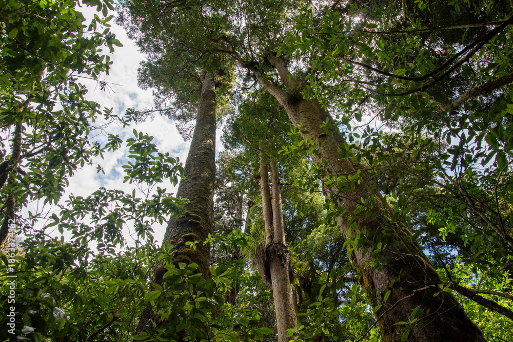 Fototapeta premium New Zealand rain forest trees. Ruapehu district