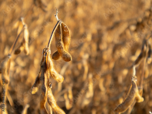 Dry soybeans hang from stalks in a farm field