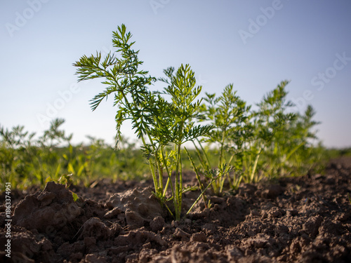 Young carrot plants are emerging from soil in a field