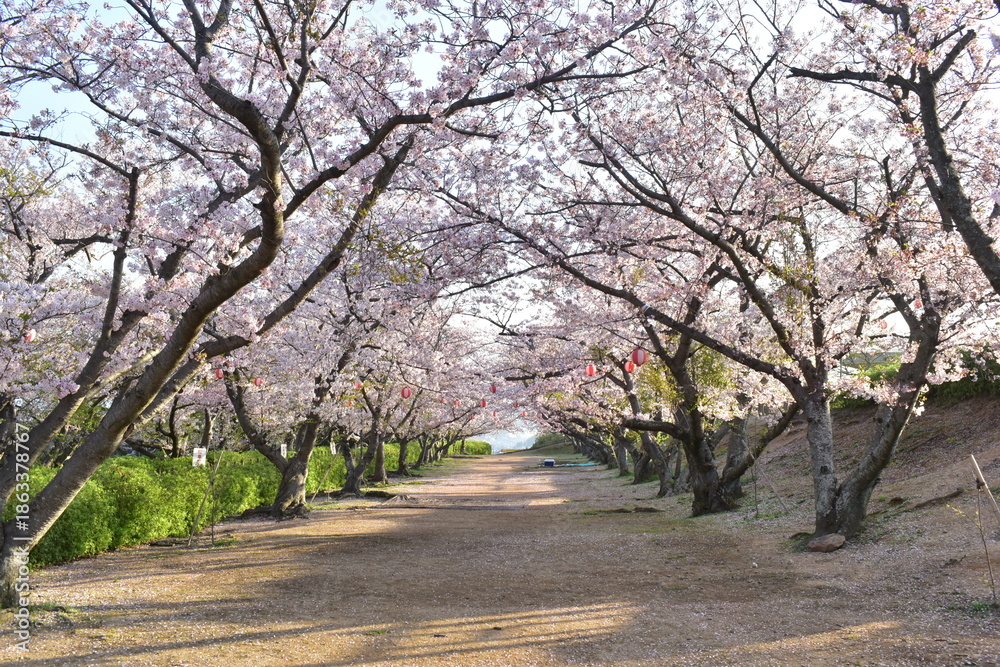 Obraz premium 山口 山口県 桜 春 戦場ヶ原公園