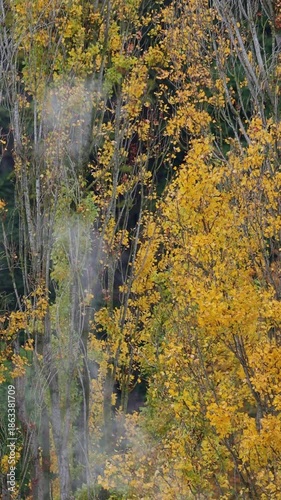 Vertical video of autumn forest mood with floating mist and yellow leaves