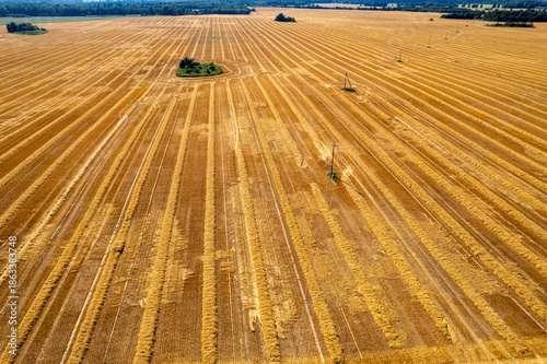 a farmer's field after the wheat harvest
