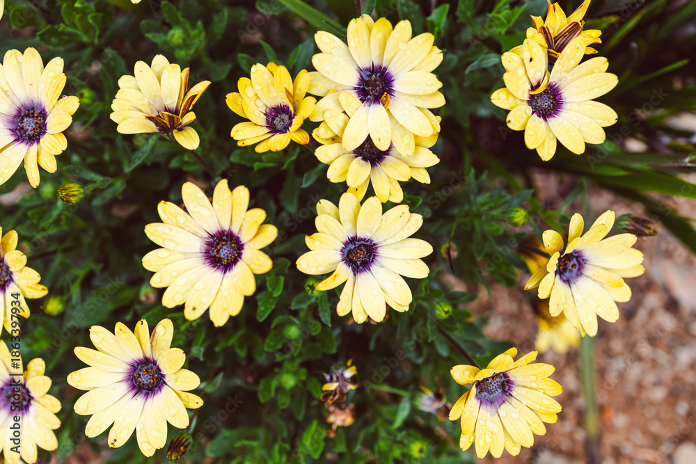 Fototapeta premium Osteospermum or Yellow African Daisy in sunny backyard