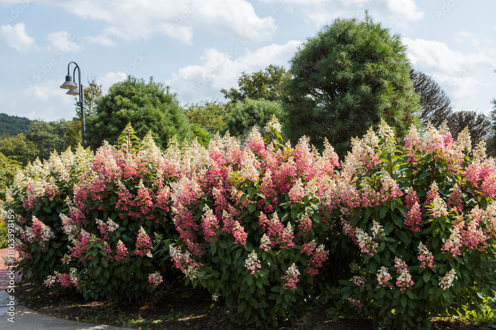Obraz premium Pink and white panicle hydrangea flowers in a garden