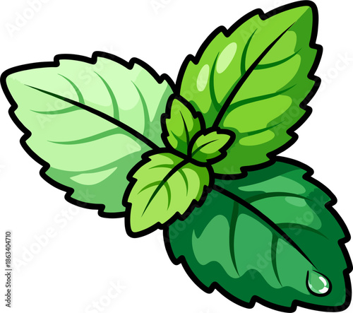 Fresh mint leaves cluster with dew drop vector illustration