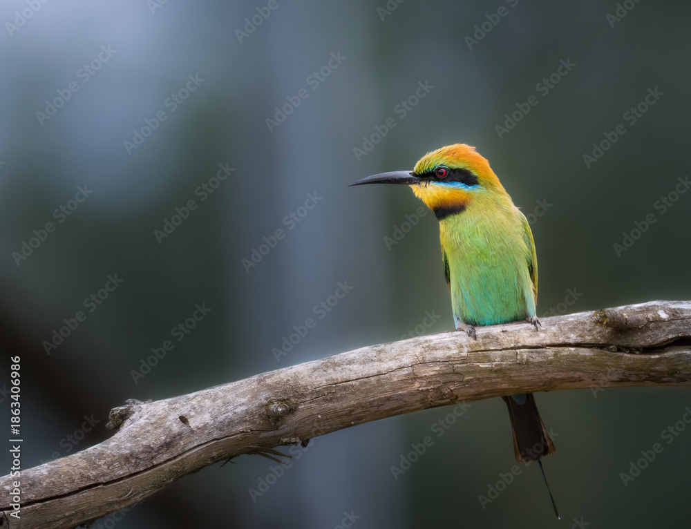 Fototapeta premium Australian Rainbow Bee-eater perched in natural habitat