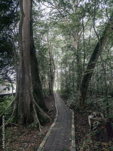 A winding stone pedestrian walkway leading through a dense tropical forest featuring majestic, large-buttress root trees. The scene captures a peaceful, natural atmosphere with lush green foliage and 